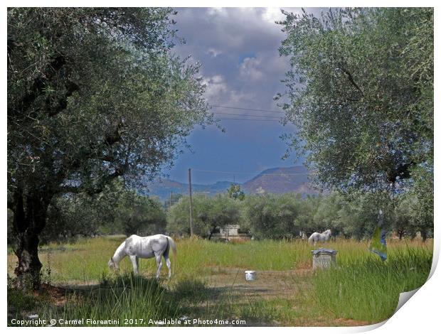 Horses in Zante Greece Print by Carmel Fiorentini
