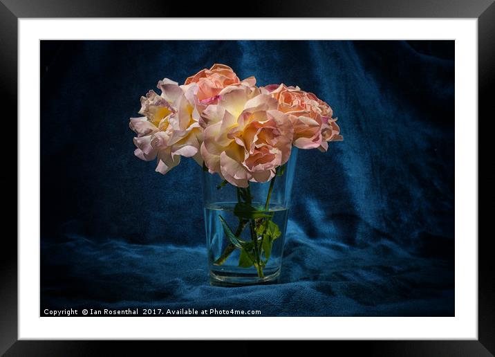 Roses from the Garden Framed Mounted Print by Ian Rosenthal