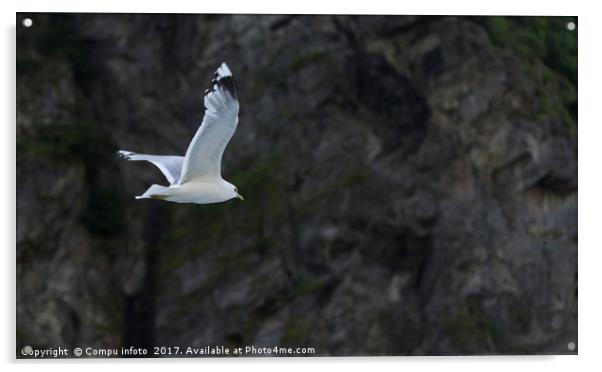 flying seagull with rocks as background Acrylic by Chris Willemsen