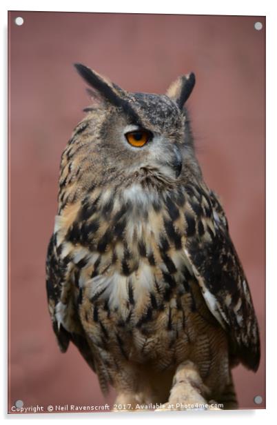 Eagle-owl Acrylic by Neil Ravenscroft