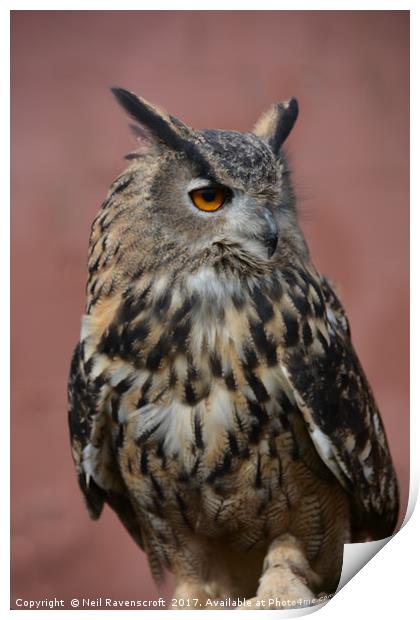 Eagle-owl Print by Neil Ravenscroft