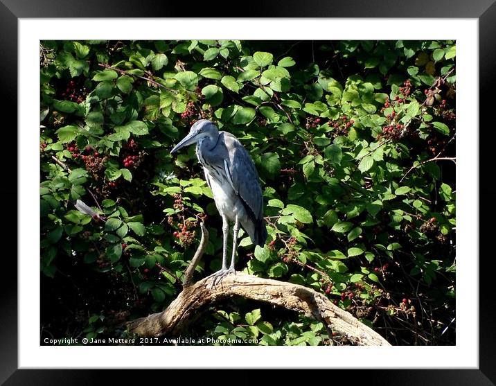     Grey Heron                            Framed Mounted Print by Jane Metters