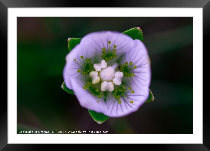 Grass-of-Parnassus in Anticipation    Framed Mounted Print by Graeme Hull