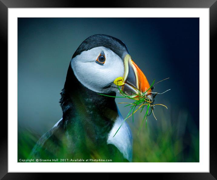A Puffin Returns Framed Mounted Print by Graeme Hull