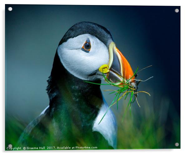A Puffin Returns Acrylic by Graeme Hull