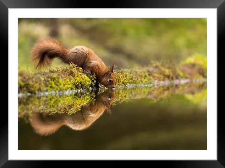 Drinking Red Squirrel Framed Mounted Print by Chantal Cooper