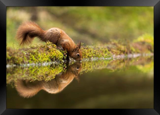 Drinking Red Squirrel Framed Print by Chantal Cooper