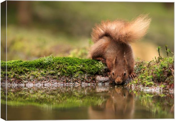 Red Squirrel drinking from a pool of water with pa Canvas Print by Chantal Cooper