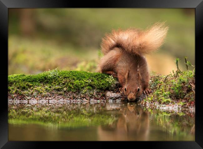 Red Squirrel drinking from a pool of water with pa Framed Print by Chantal Cooper