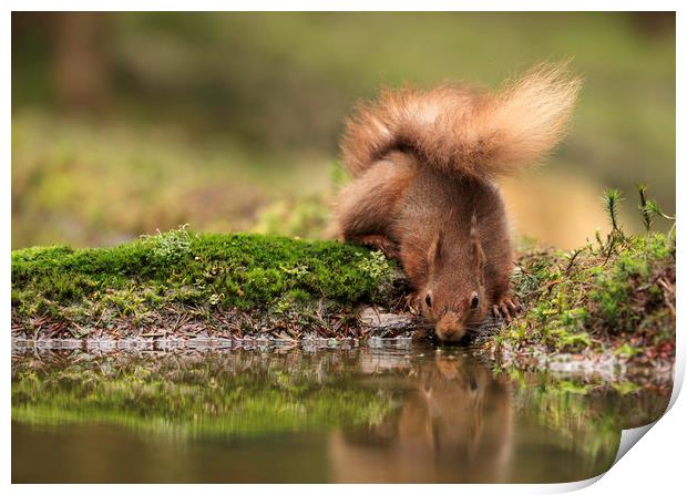 Red Squirrel drinking from a pool of water with pa Print by Chantal Cooper