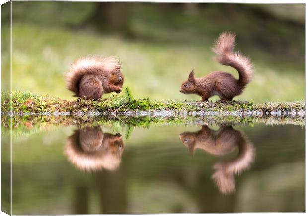 Red Squirrel Envy Canvas Print by Chantal Cooper