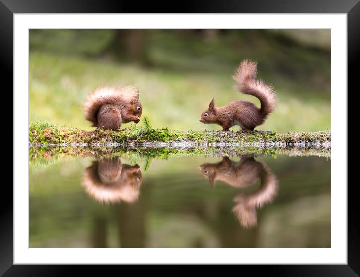 Red Squirrel Envy Framed Mounted Print by Chantal Cooper