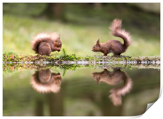 Red Squirrel Envy Print by Chantal Cooper