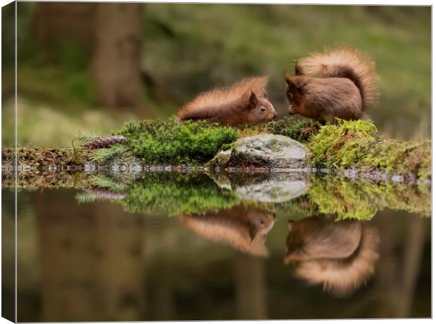 Two Red Squirrels Canvas Print by Chantal Cooper