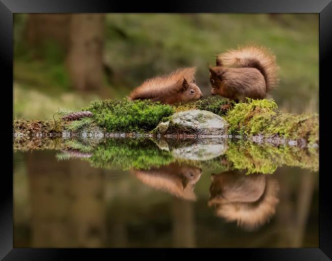 Two Red Squirrels Framed Print by Chantal Cooper