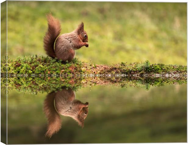 Red Squirrel and reflection Canvas Print by Chantal Cooper
