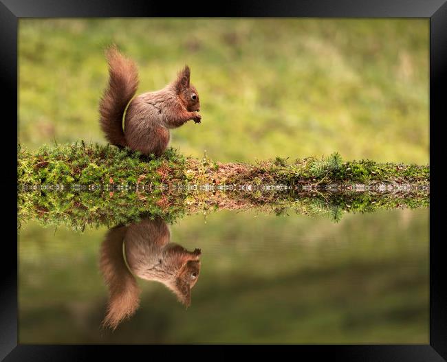 Red Squirrel and reflection Framed Print by Chantal Cooper