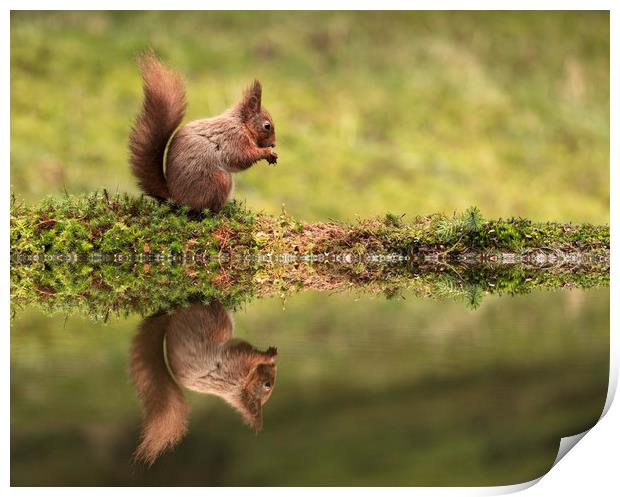 Red Squirrel and reflection Print by Chantal Cooper