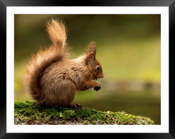 Red Squirrel eating Framed Mounted Print by Chantal Cooper