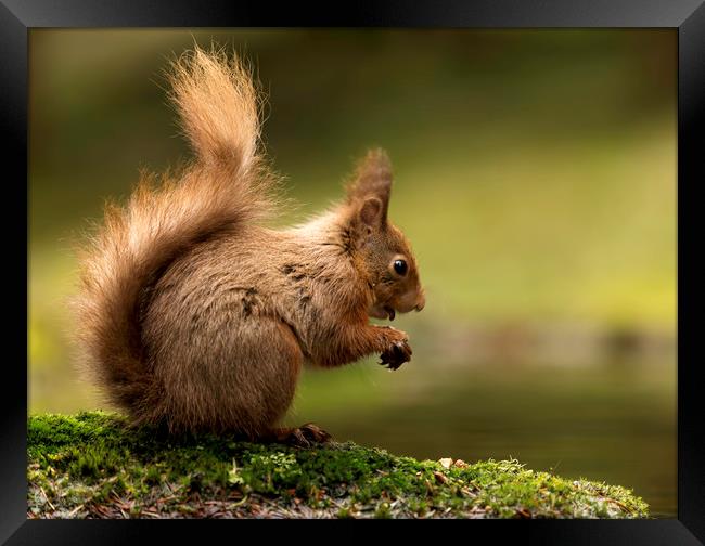 Red Squirrel eating Framed Print by Chantal Cooper