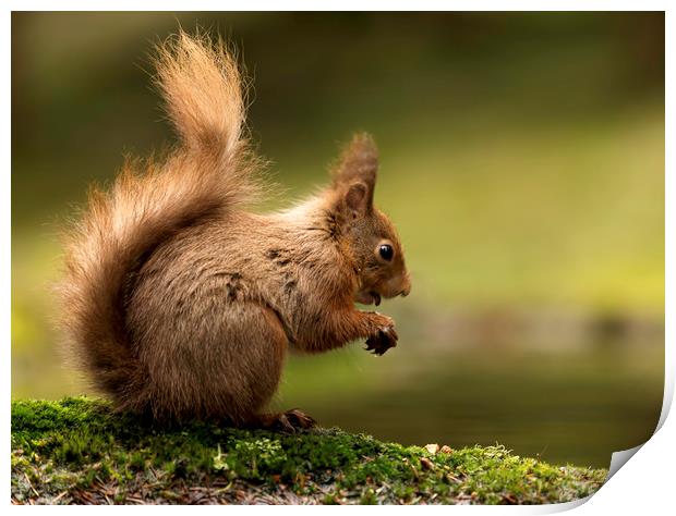 Red Squirrel eating Print by Chantal Cooper