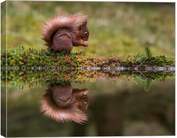 Red Squirrel eating a nut. Canvas Print by Chantal Cooper