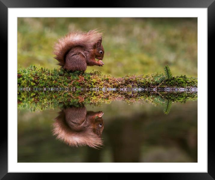 Red Squirrel eating a nut. Framed Mounted Print by Chantal Cooper