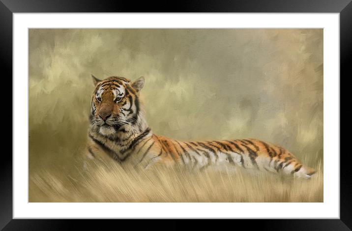 Tiger resting in long grass Framed Mounted Print by Chantal Cooper