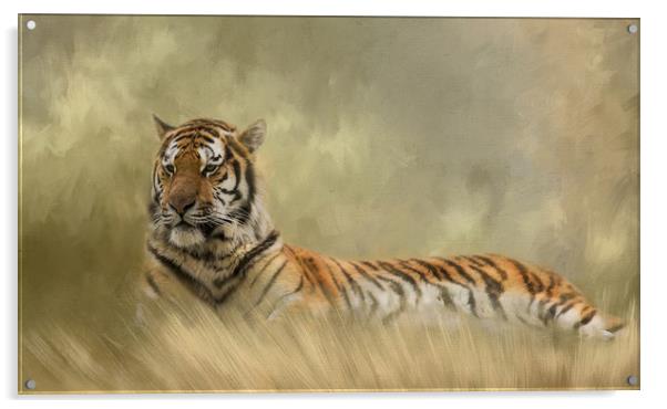 Tiger resting in long grass Acrylic by Chantal Cooper