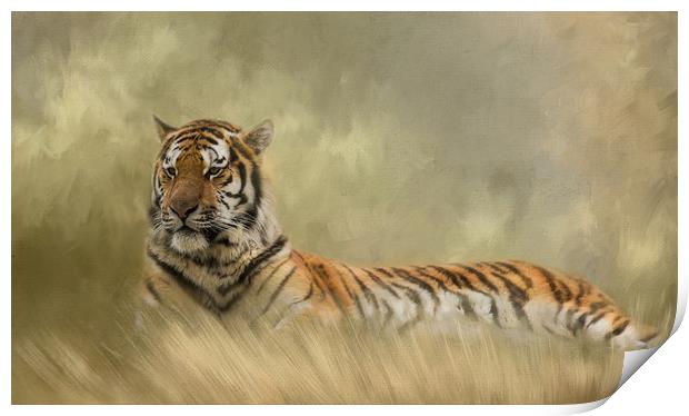 Tiger resting in long grass Print by Chantal Cooper
