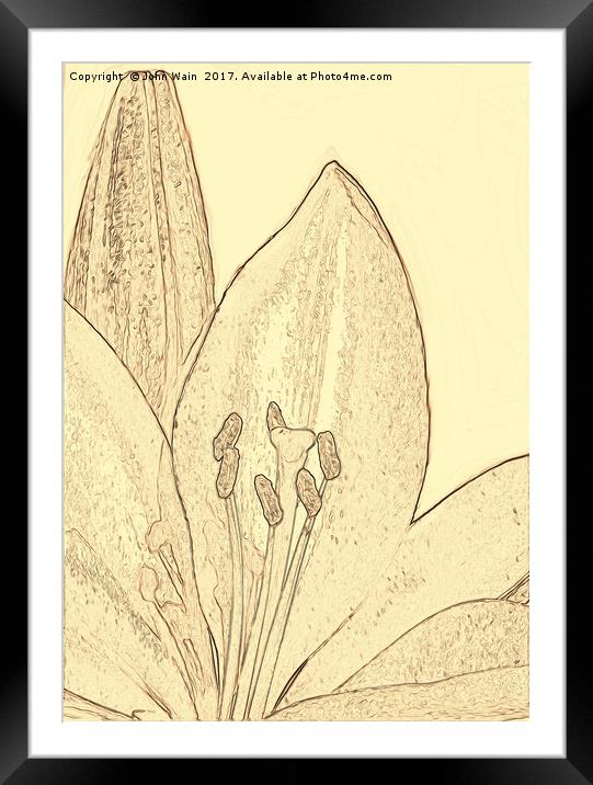 Lily and Bud (Digital Art) Framed Mounted Print by John Wain