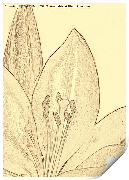 Lily and Bud (Digital Art) Print by John Wain
