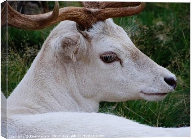      The Face of a White Deer                      Canvas Print by Jane Metters