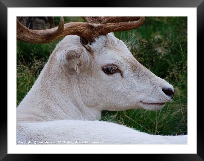      The Face of a White Deer                      Framed Mounted Print by Jane Metters