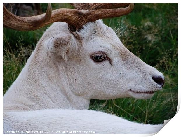      The Face of a White Deer                      Print by Jane Metters
