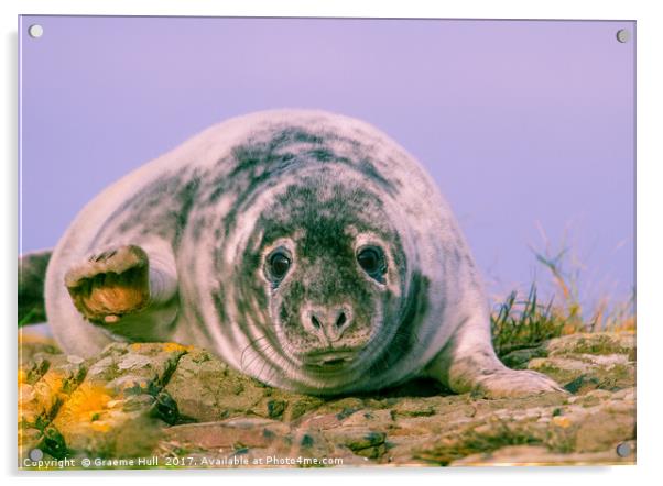Grey Seal Pup Waving Acrylic by Graeme Hull