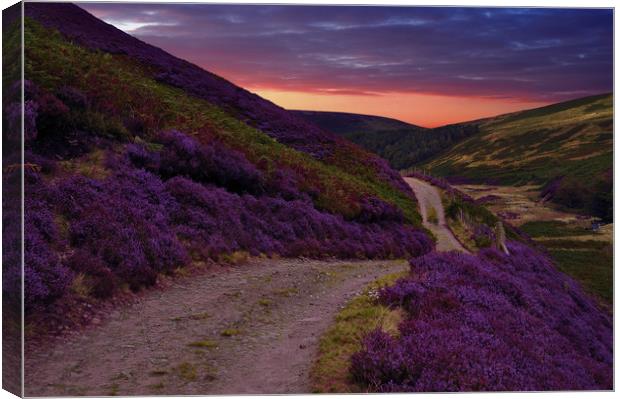 Heather on the moors, Canvas Print by Robert Fielding