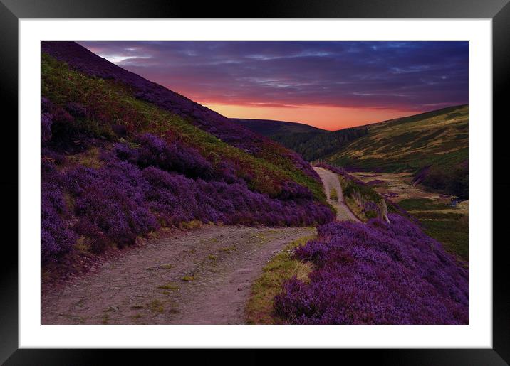 Heather on the moors, Framed Mounted Print by Robert Fielding