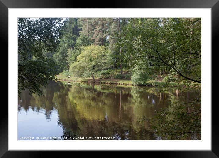 Summer Reflections - 4 Framed Mounted Print by David Tinsley