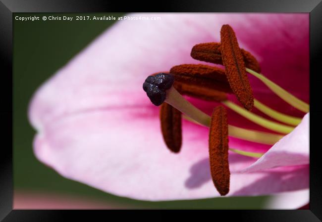 Blueberry Crush Lily Framed Print by Chris Day