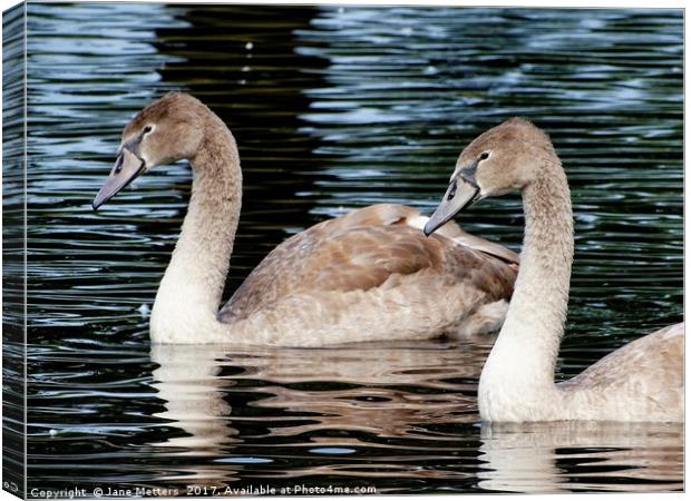       Two Cygnets                          Canvas Print by Jane Metters