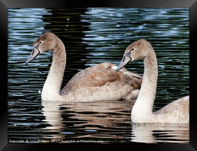       Two Cygnets                          Framed Print by Jane Metters