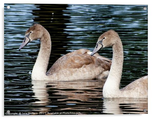       Two Cygnets                          Acrylic by Jane Metters