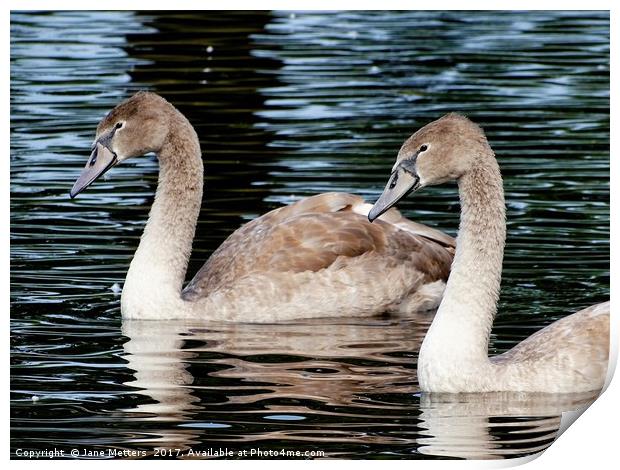       Two Cygnets                          Print by Jane Metters