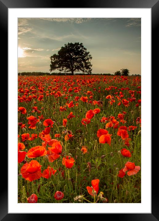 Poppy Field Framed Mounted Print by Chantal Cooper