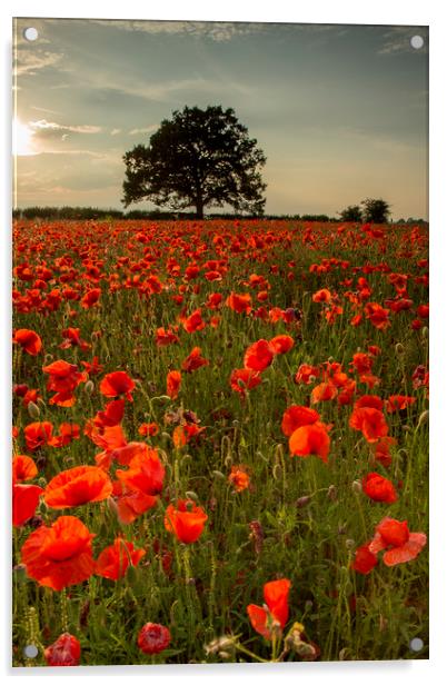 Poppy Field Acrylic by Chantal Cooper