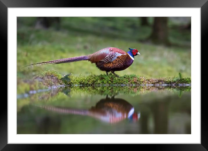 Male Pheasant and reflection Framed Mounted Print by Chantal Cooper