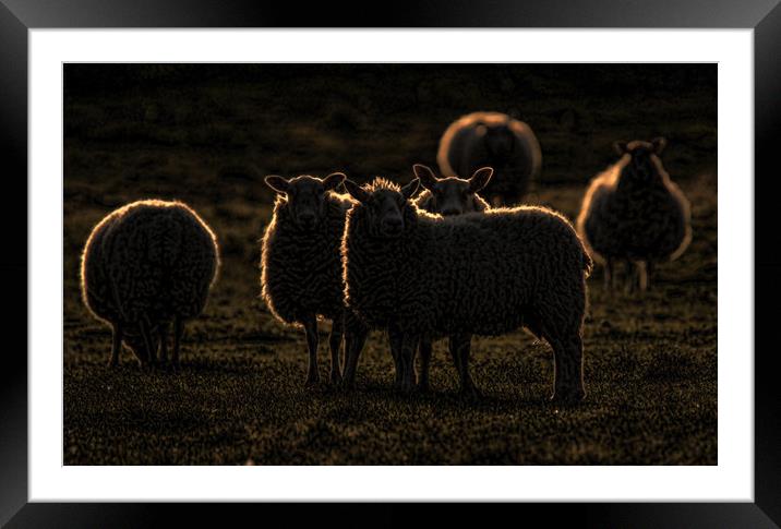 Rim lit sheep Framed Mounted Print by Chantal Cooper