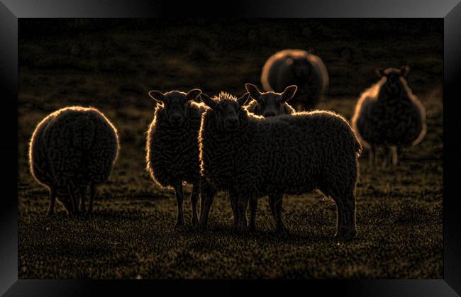 Rim lit sheep Framed Print by Chantal Cooper