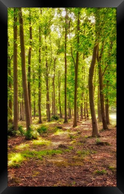 Deep Forest Framed Print by Scott Anderson